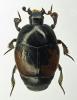 Saprinus maculatus